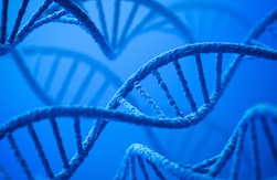 遺伝子組換え・動植物DNA検査のイメージ