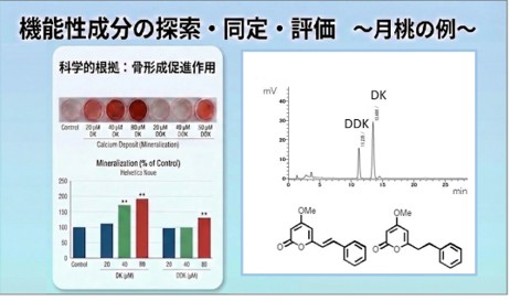 機能性成分の探索・同定・評価例②　～月桃編～の画像