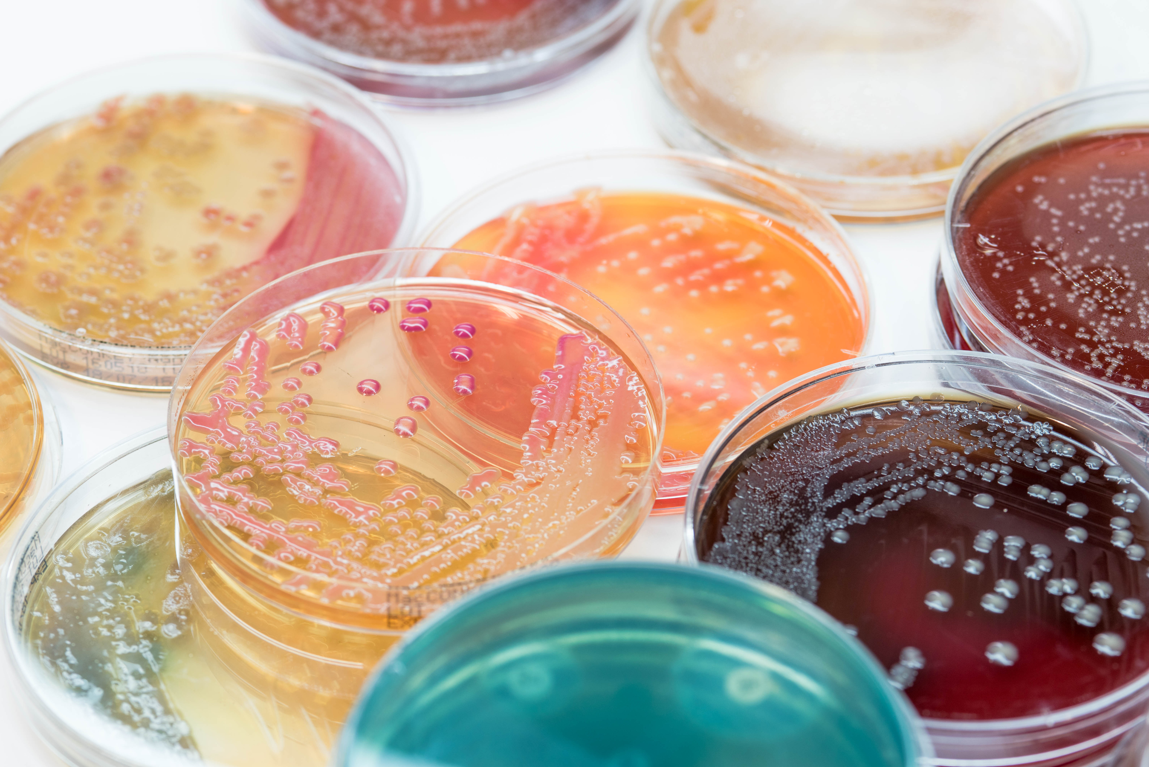 医薬品等に関する微生物試験のイメージ